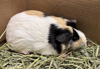 Rescue Guinea Pig Guinea Pigs for Adoption in Kalamazoo, Michigan - DREAM | PetCurious
